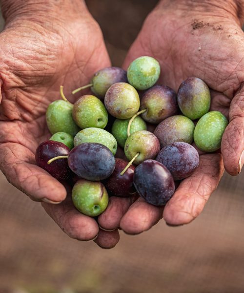 The seasonal harvest of olives in Puglia, south of italy